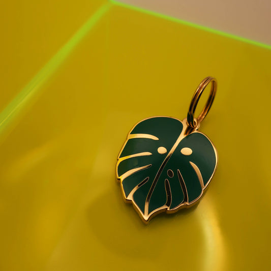 Monstera